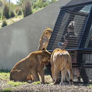 Lion Encounter