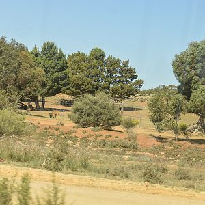 Barbary Sheep/Addax enclosure