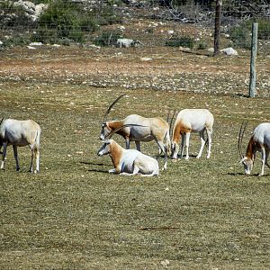 Scimitar-horned Oryx