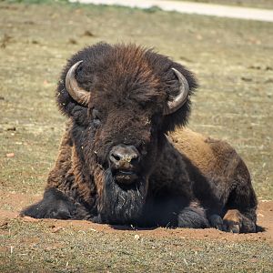 American Bison bull