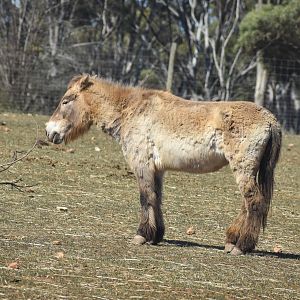 Mongolian Wild Horse