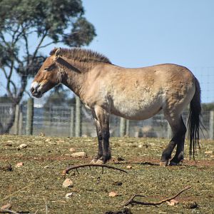 Mongolian Wild Horse