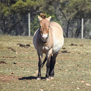Mongolian Wild Horse