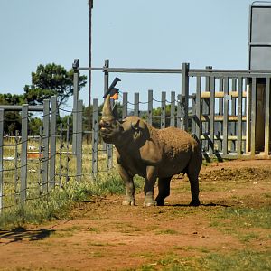 South-central Black Rhino (from enclosure viewed from bus)