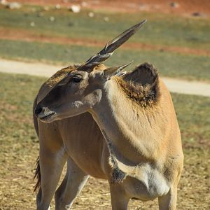 Eland