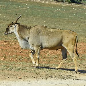 Eland bull