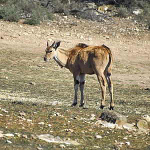 Eland calf