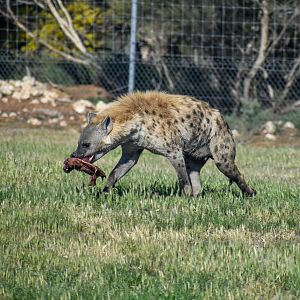 Spotted Hyena