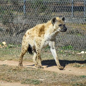 Spotted Hyena
