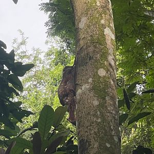 Malayan Colugo