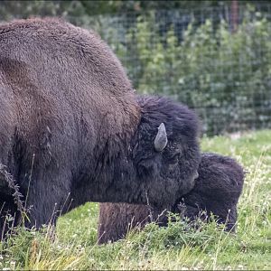 Wood Bison