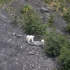 Mountain Goats - Alaska