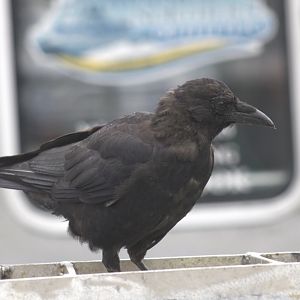 American Crow - Alaska