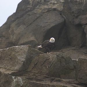 Bald Eagle - Alaska