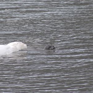 Harbor Seal - Alaska