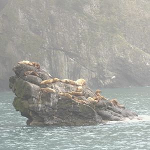 Steller Sea Lions - Alaska