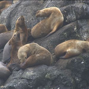 Steller Sea Lions - Alaska