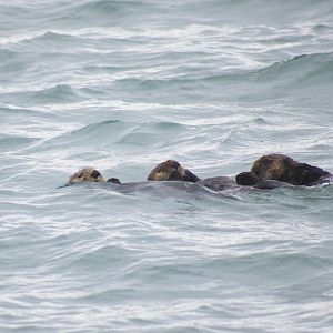 Sea Otters - Alaska