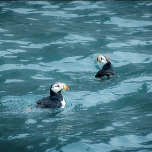 Horned Puffins - Alaska
