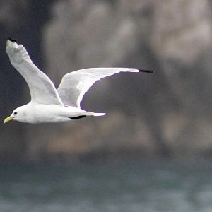 Black-legged Kittiwake
