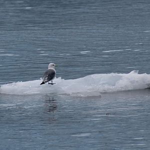 Black-legged Kittiwake