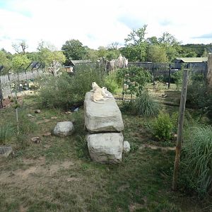 Lion outdoor enclosure