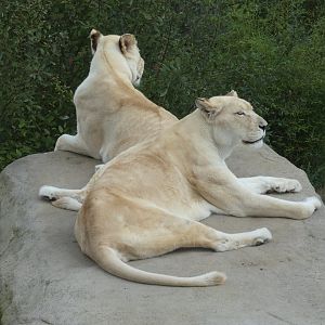 Lions