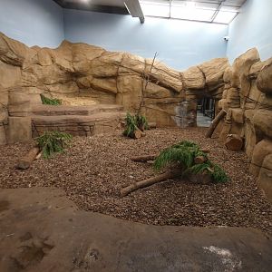Lion indoor enclosure