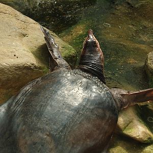 Florida softshelled turtle (Apalone ferox), 2007-04-01