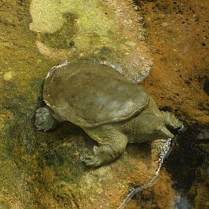 Softshelled turtle, possibly Wattle-necked softshelled turtle (Palea steindachneri), 2007-04-01