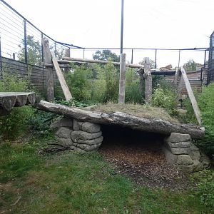 Jaguar outdoor enclosure