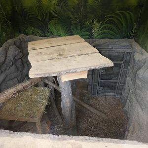Jaguar indoor enclosure