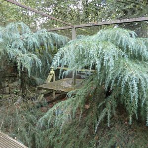 Snow leopard enclosure