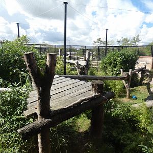 Jaguar outdoor enclosure