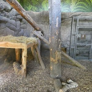Jaguar indoor enclosure