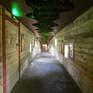 Sun bear viewing area