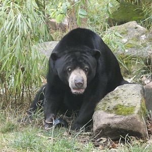 Malayan sun bear
