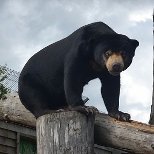 Malayan sun bear