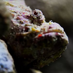 Devil Scorpionfish