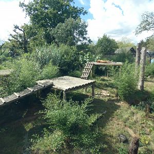 Amur tiger outdoor enclosure