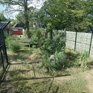 Amur tiger outdoor enclosure