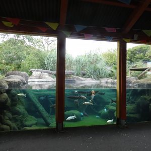 Amur tiger underwater viewing area