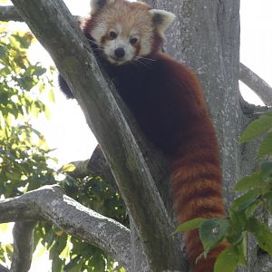 Red panda