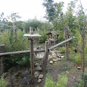 Sun bear outdoor enclosure