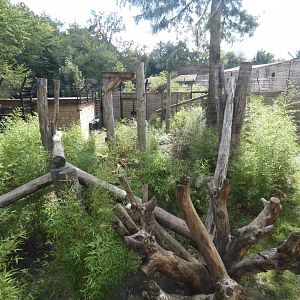 Sun bear outdoor enclosure