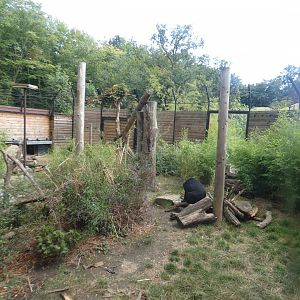 Sun bear outdoor enclosure