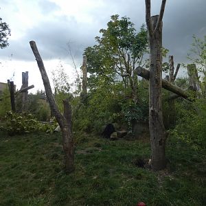 Sun bear outdoor enclosure
