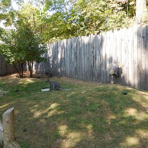 9/13/2024 - Bennett's Wallaby Walkthrough Habitat