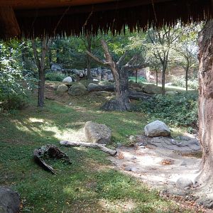 9/13/2024 - Lions of Lake Manyara (Lower View)