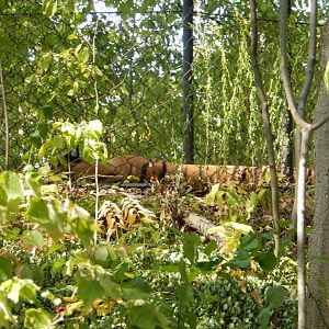 9/13/2024 - Amur Tiger